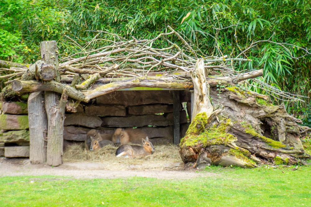 2025_05_04_Thorsten_Wolf_Zoo-3.jpg