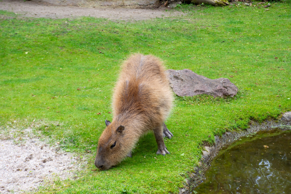 2025_05_04_Thorsten_Wolf_Zoo-27.jpg