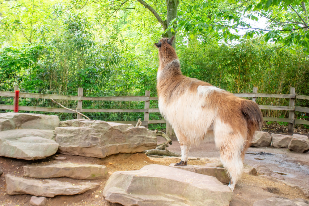 2025_05_04_Thorsten_Wolf_Zoo-5.jpg