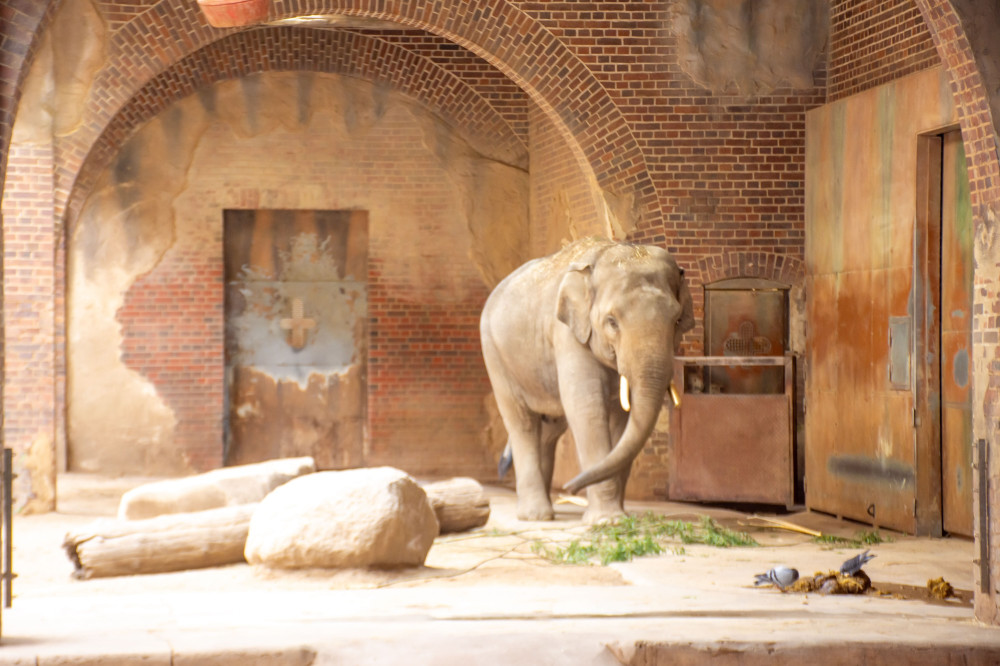 2025_05_04_Thorsten_Wolf_Zoo-35.jpg